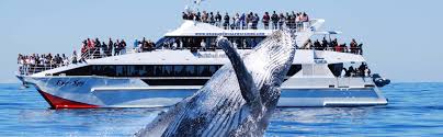 The prefect honeymoon spent whale watching in Western Australia